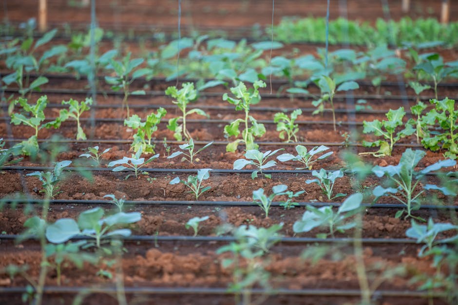 Why is soil health crucial for crop production?