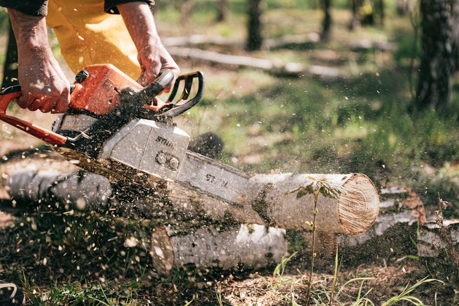 When did humans first start using tools?