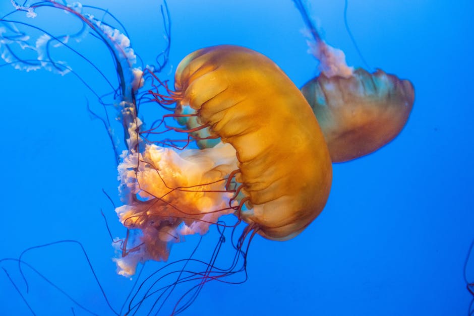 Describe the symbiotic relationships in the deep sea.