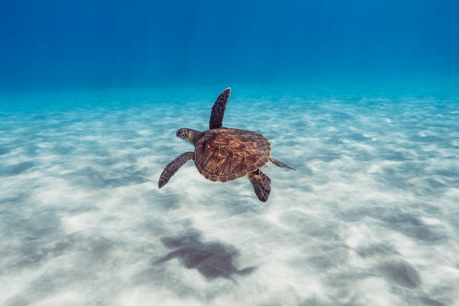 What is the impact of climate change on marine biodiversity?