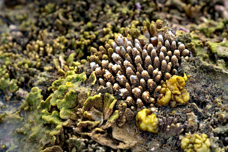 Explore the process of marine ecosystem restoration.