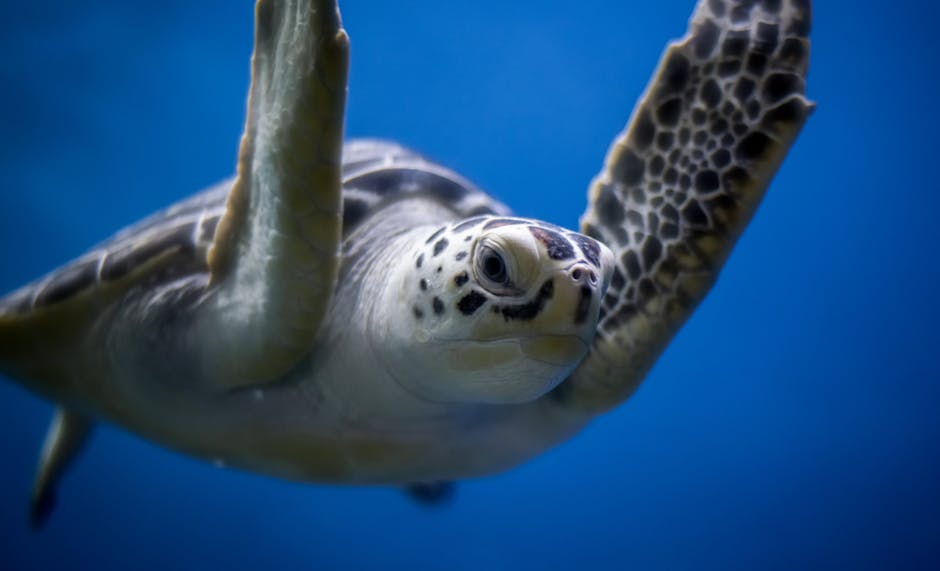 How can we protect endangered marine species?