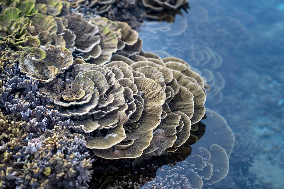 Are coral reefs threatened by climate change?