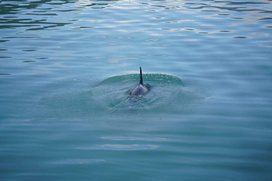 What role do whales play in marine ecosystems?