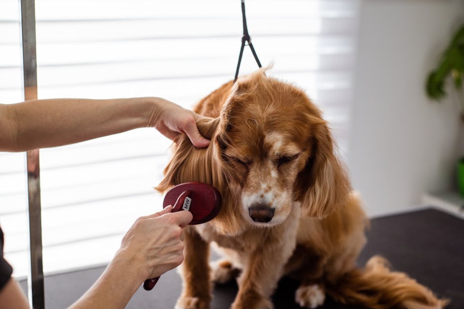 How often should I groom my pet?