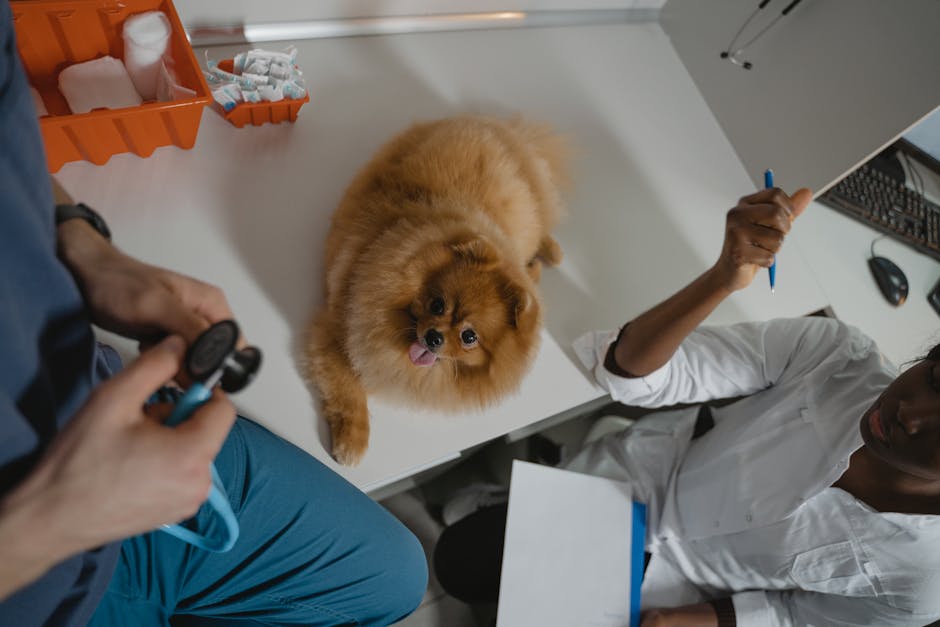 How often should pets receive veterinary checkups?