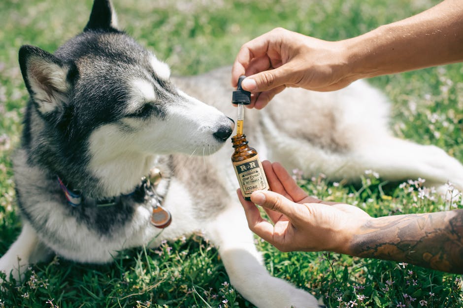 Are there natural remedies for pet ailments?