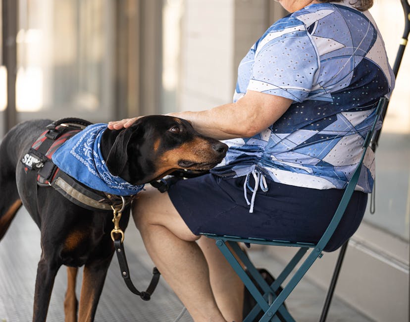 What resources exist for senior pet care?