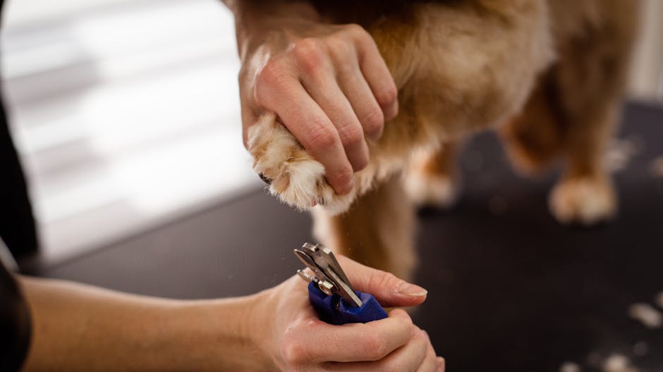 How can I ensure my pet’s dental health?