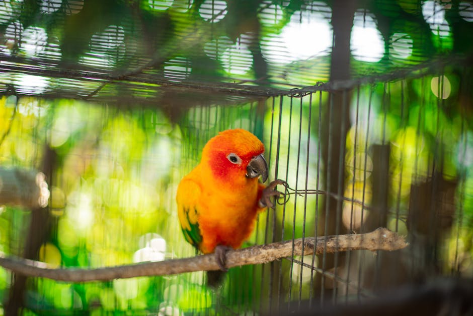 How can I provide enrichment for my caged bird?