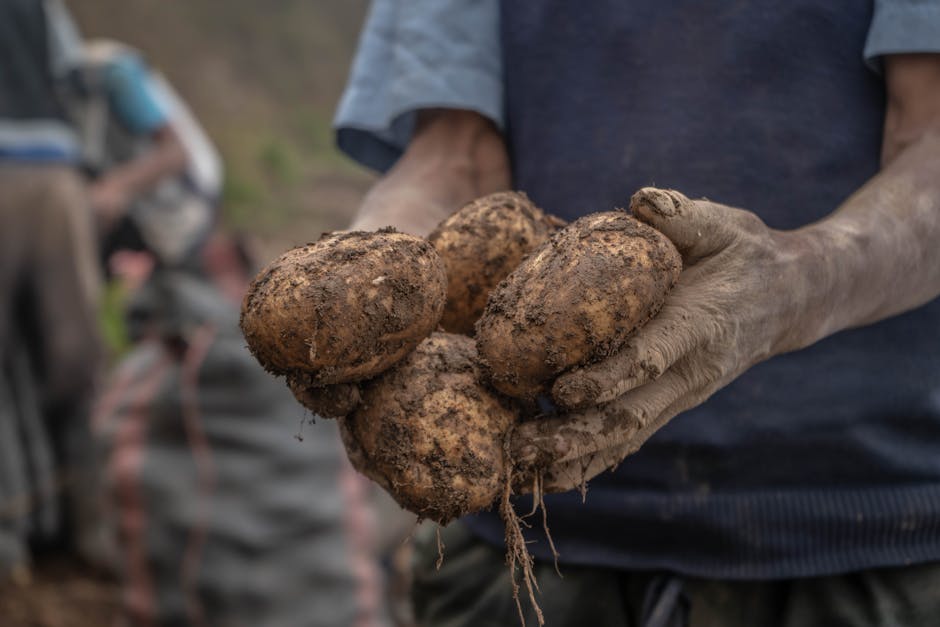 What are the future trends in crop yields?