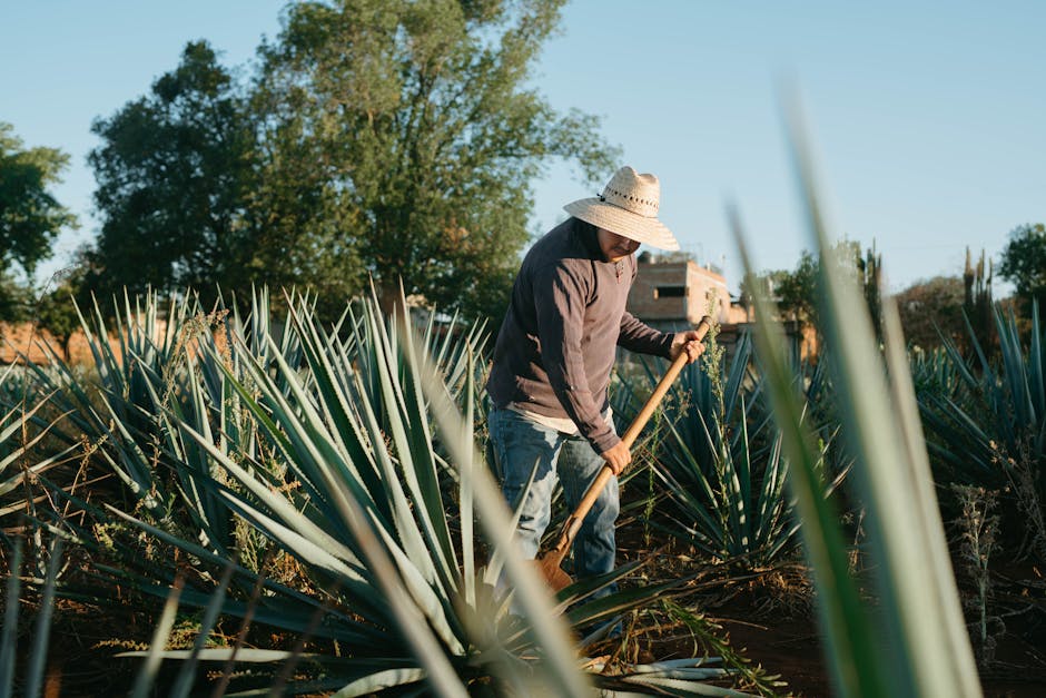 Were past farming methods more sustainable?