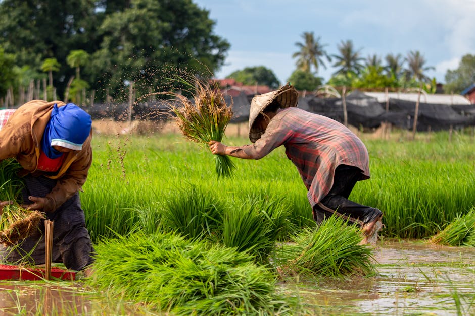 How do farmers conserve water resources?