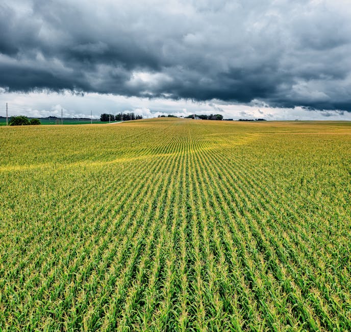 How does climate change affect crop yields?