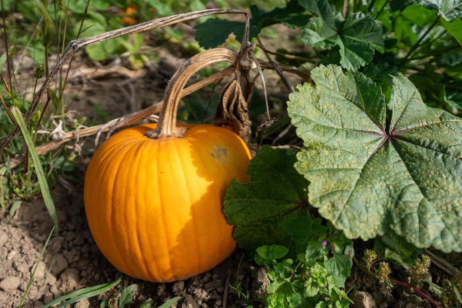 What impact does climate change have on crop yields?