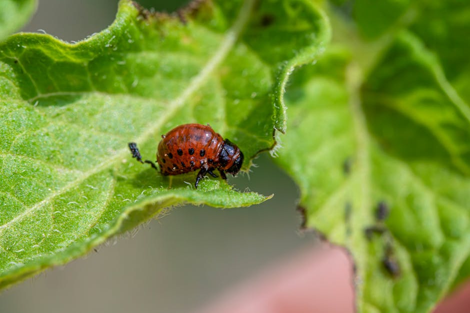 Are there effective methods for pest control without pesticides?