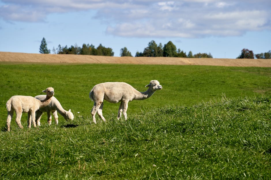 Which agricultural products are most in demand globally?