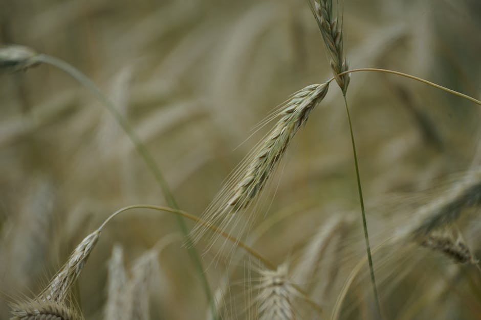 What are the long-term effects of monoculture farming?