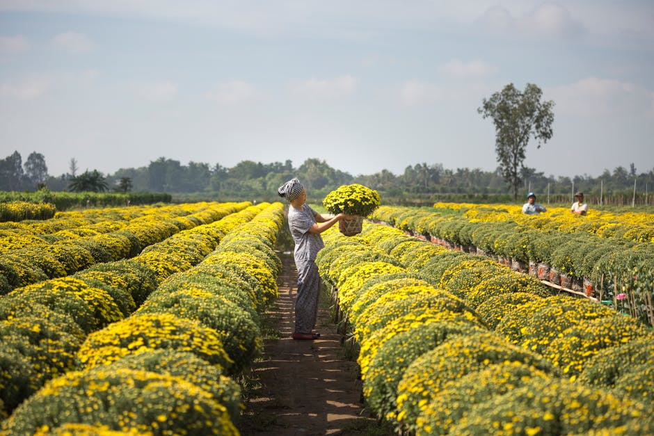 How do farmers adapt to fluctuating weather patterns?