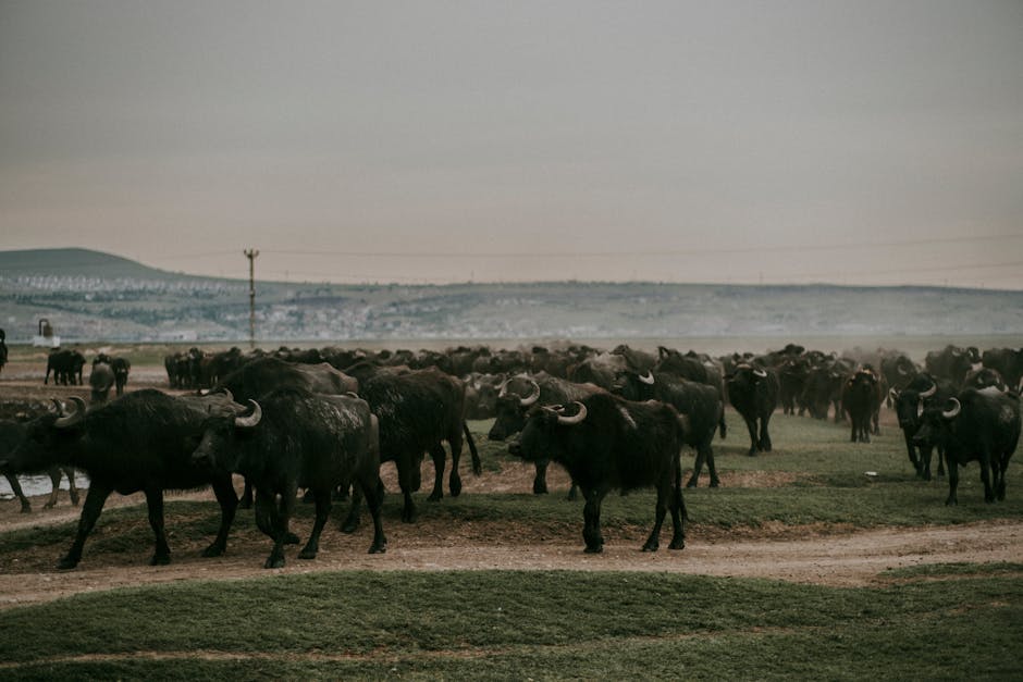 What are the environmental consequences of large-scale farming?