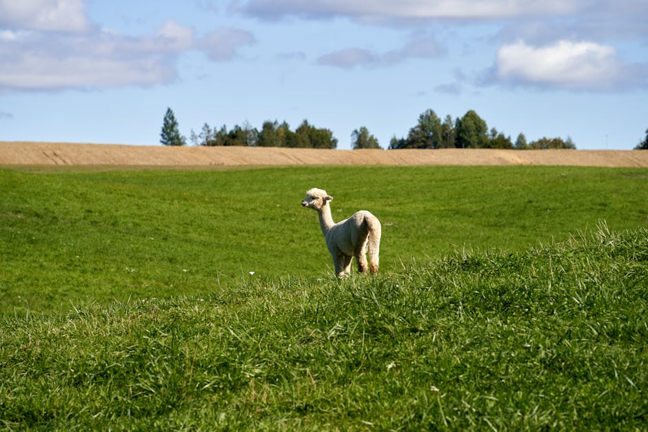 What is the future of livestock farming?