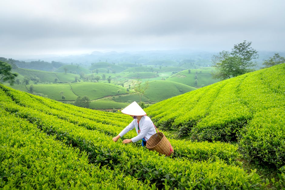 How will climate change impact crop yields?