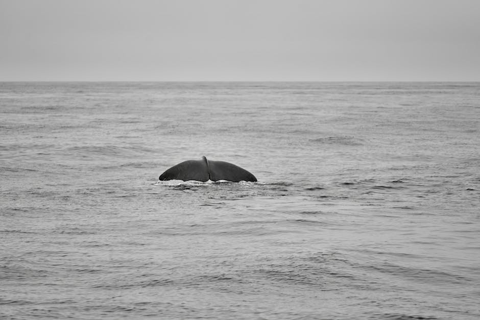 What drives the migration patterns of whales?