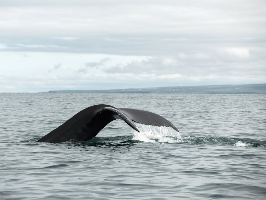 Are there unexplored species in the deep sea?