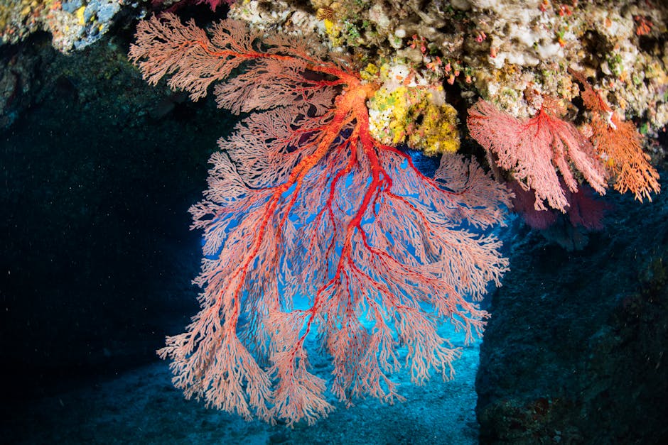 How do coral reefs maintain their structure?