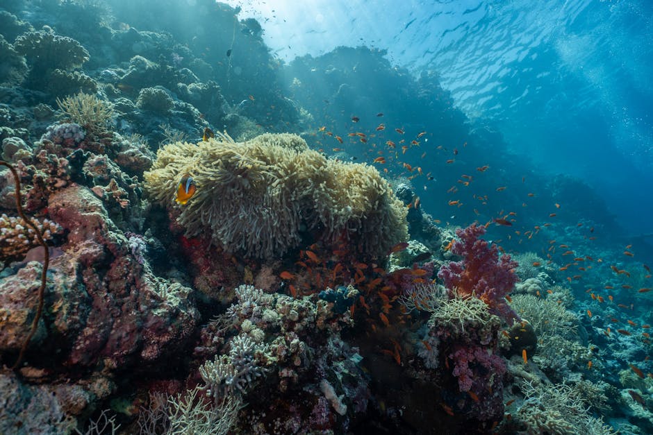 Is coral bleaching a global concern?