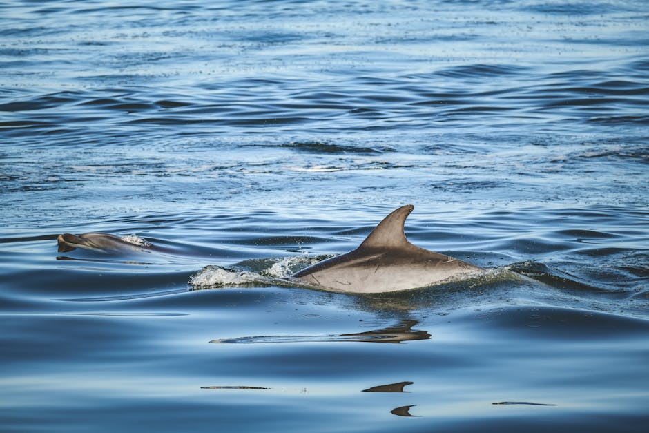 Where do most marine mammals migrate to?