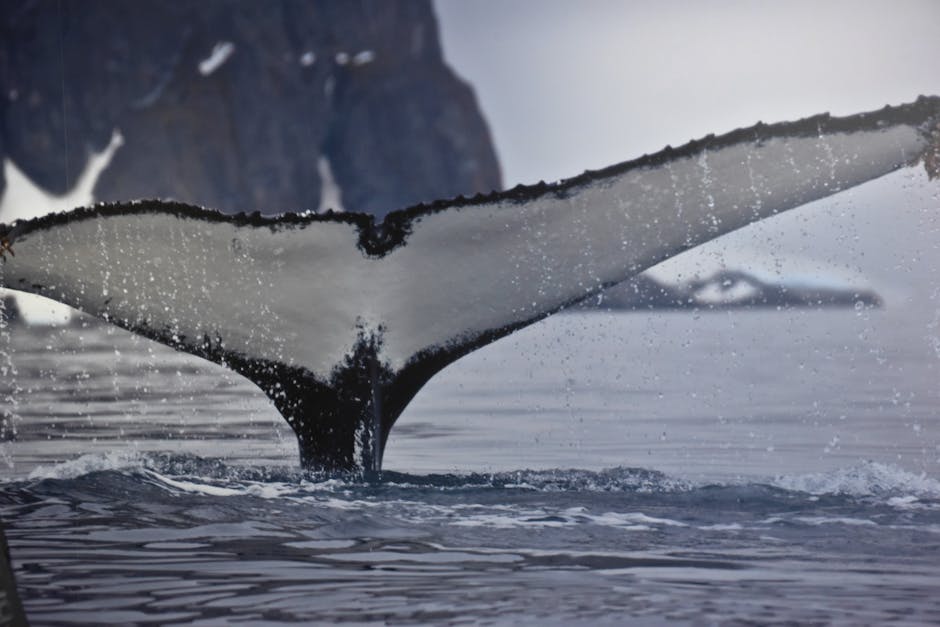 Who studies the behavior of whales?