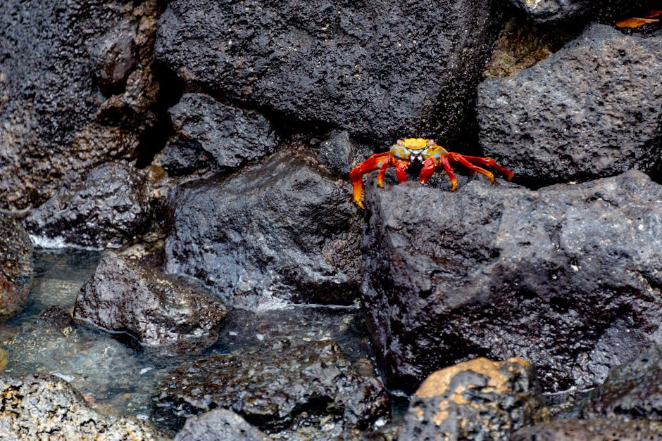 Which species live in the intertidal zone?