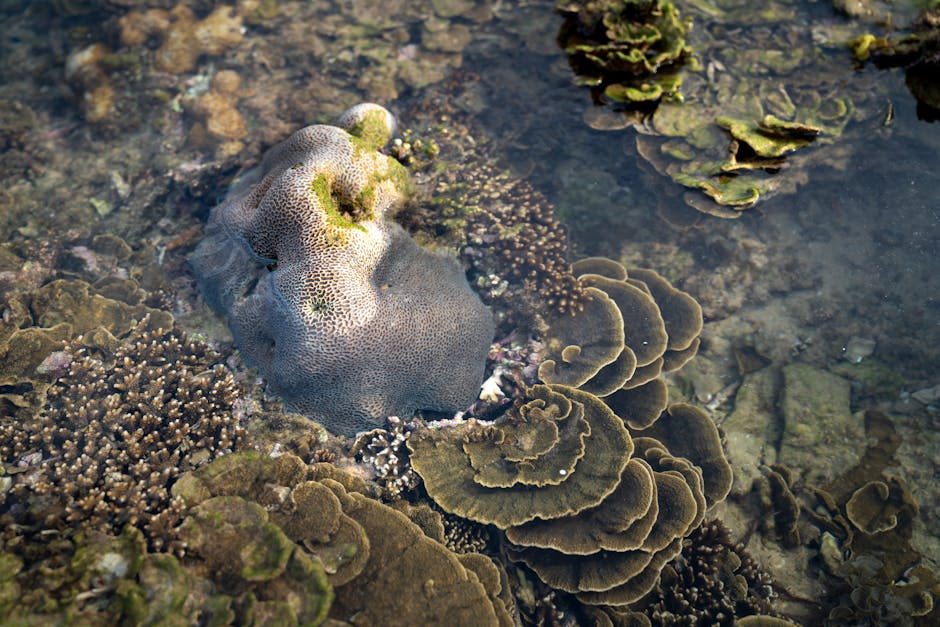 Can coral reefs be restored after damage?