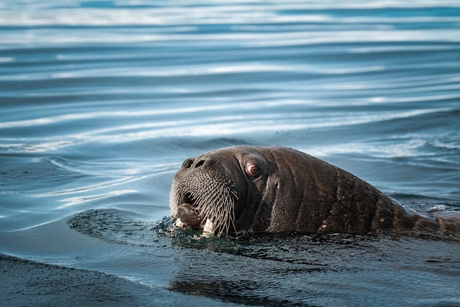 Are ocean currents affected by climate change?