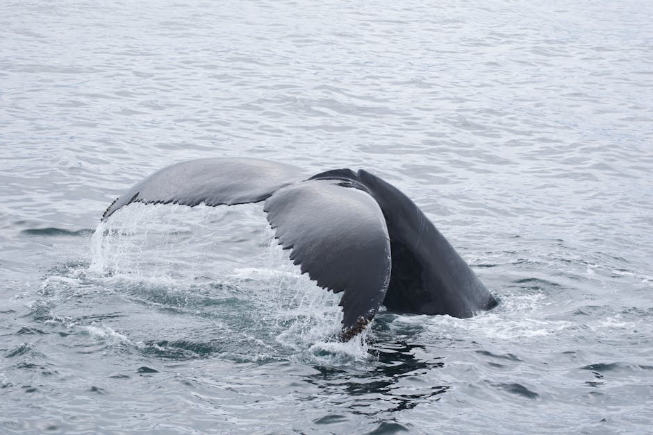 Are there successful conservation efforts for whales?