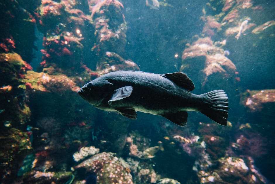 How do coral reefs support biodiversity?