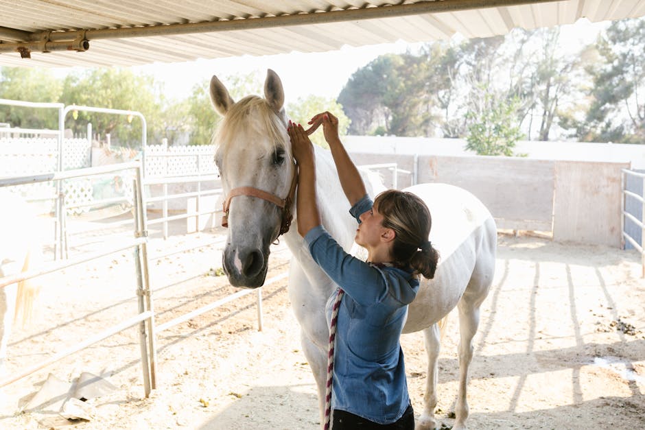 How can I encourage my pet to exercise?