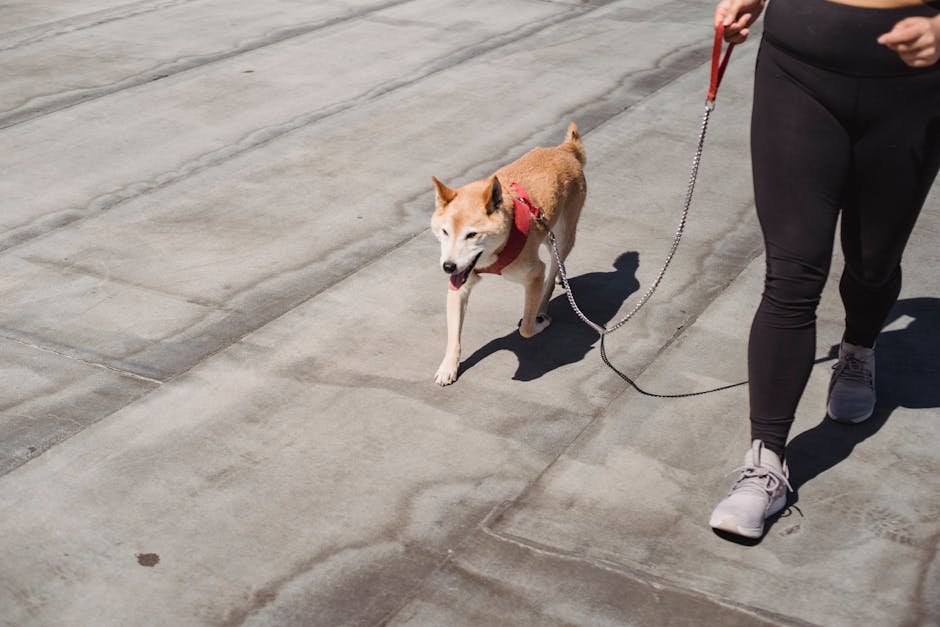 How much exercise does a small dog need?