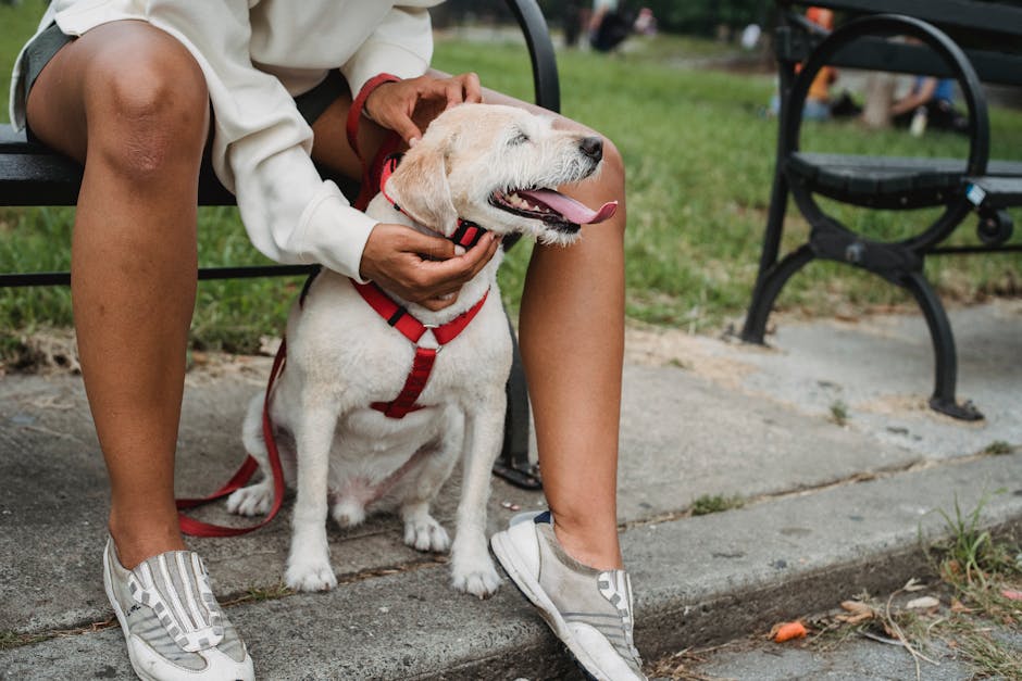 What are some ways to socialize a fearful pet?