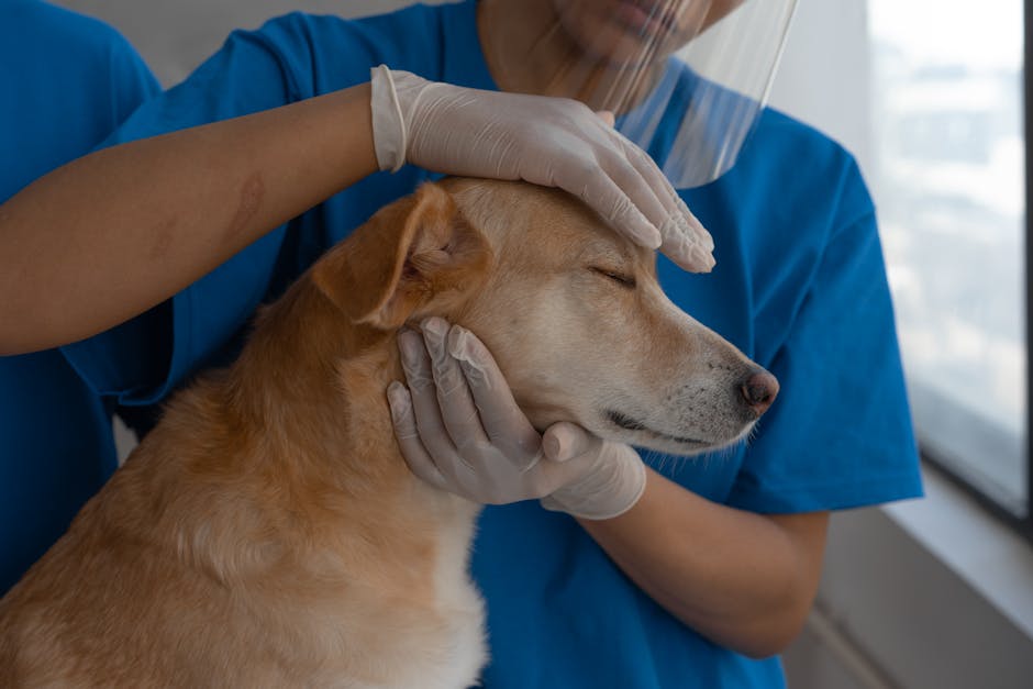 When should I take my pet to the vet for checkups?