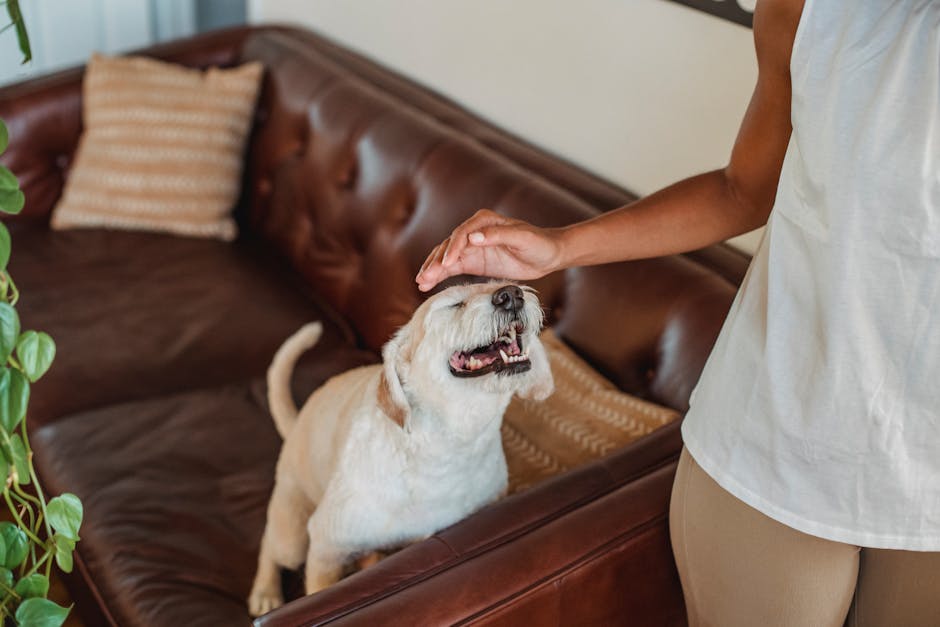 Is there a way to prevent pet aggression?