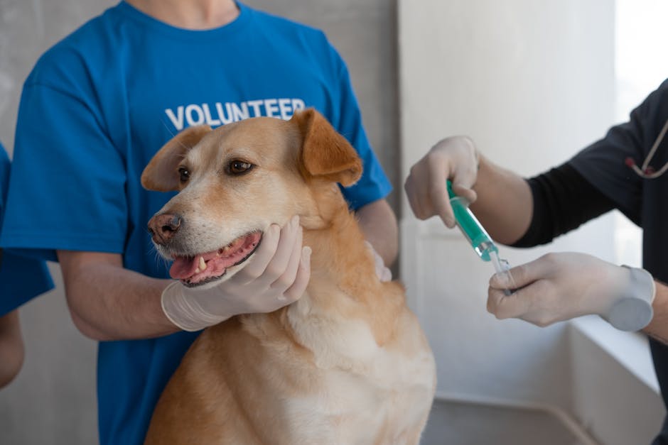 Which vaccinations are important for dogs?