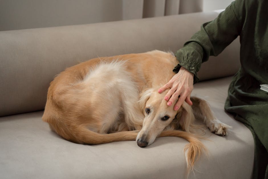 Why are some pets more prone to anxiety?