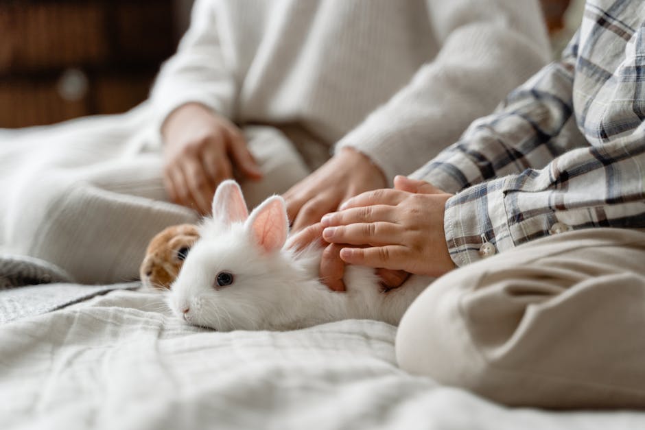 How much exercise does a rabbit need?