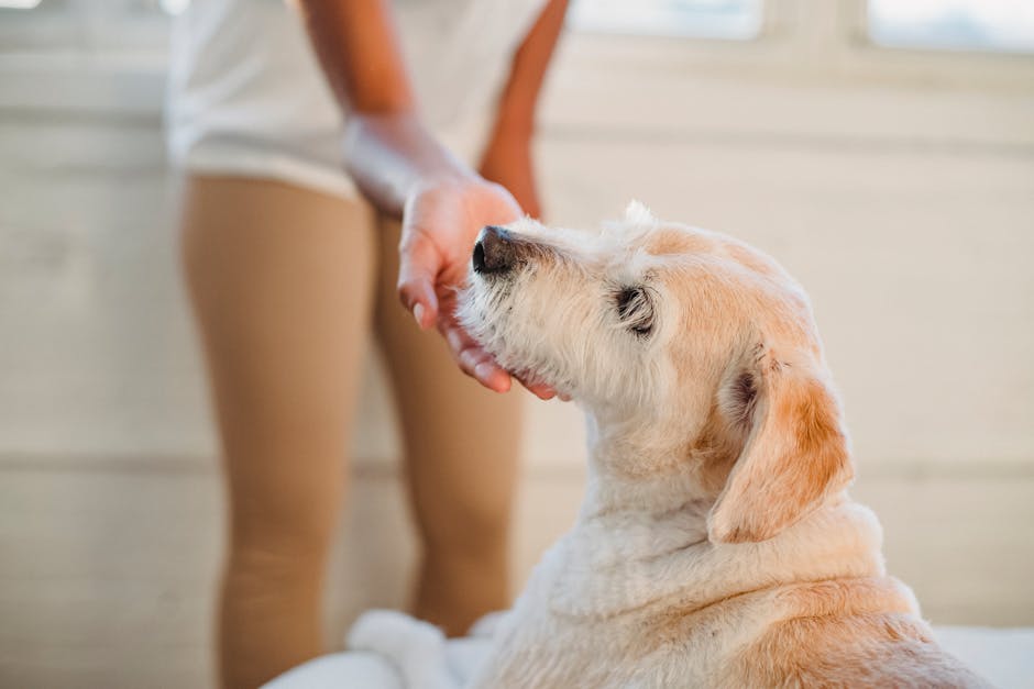 What are the most common pet injuries?