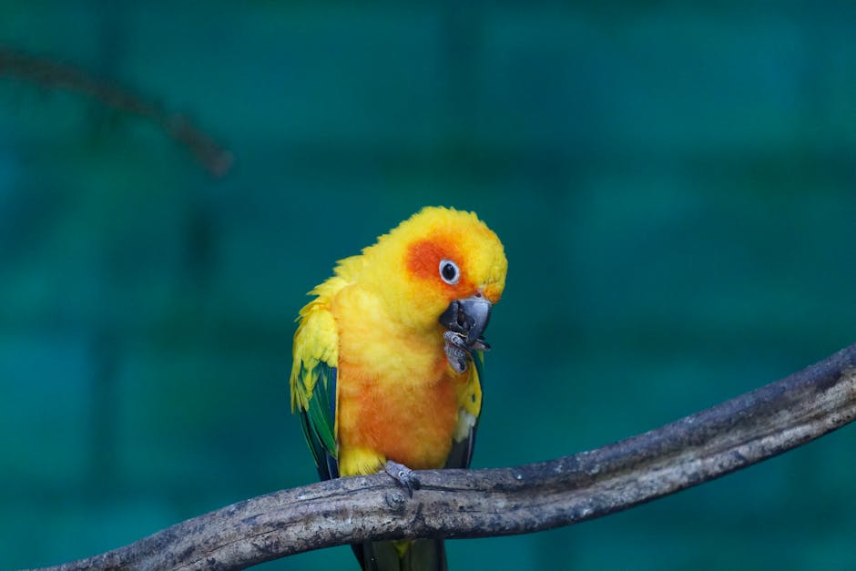 What is the average lifespan of a parrot?