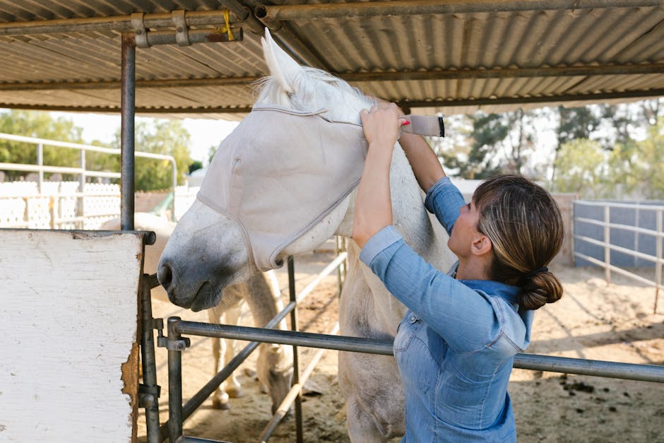 How can we best support animal shelters during busy seasons?