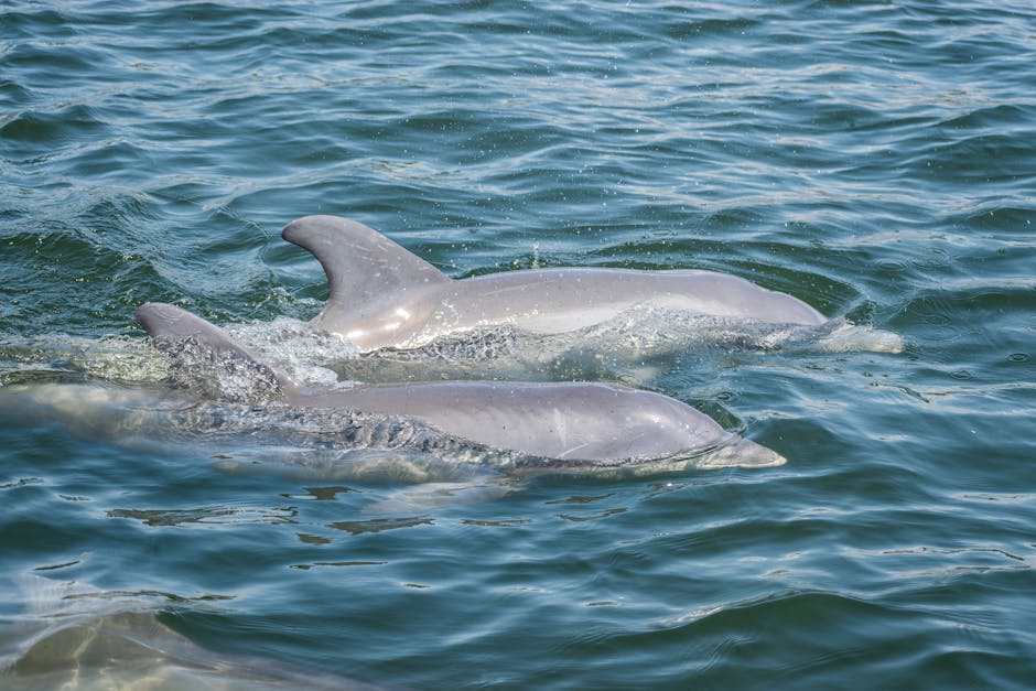 Are there connections between weather and animal behavior?