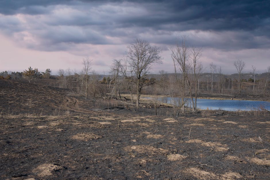 What are the impacts of deforestation on climate?